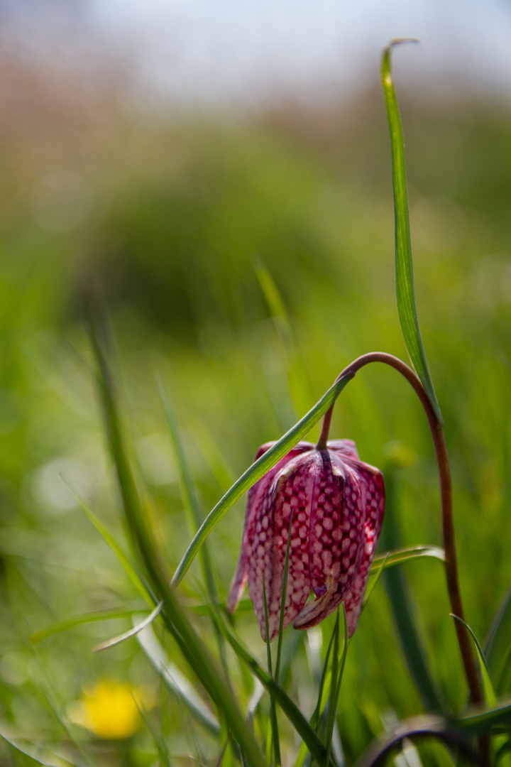 Chequered Lily