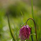 Chequered Lily