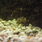 Cherax Lorentzi Baby