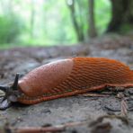 cherche d'urgence, à défaut de carapace, un anti-rouille efficace !!!