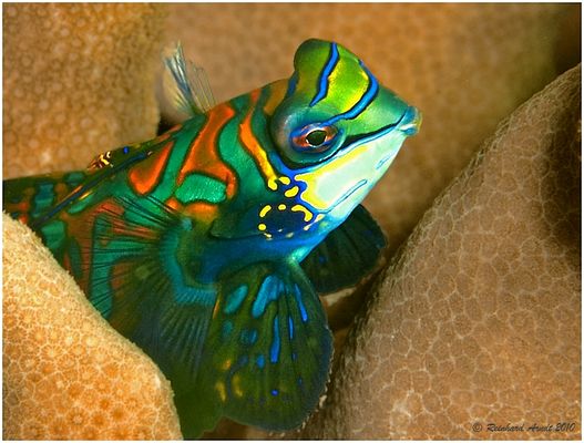 cherchez la femme (II)