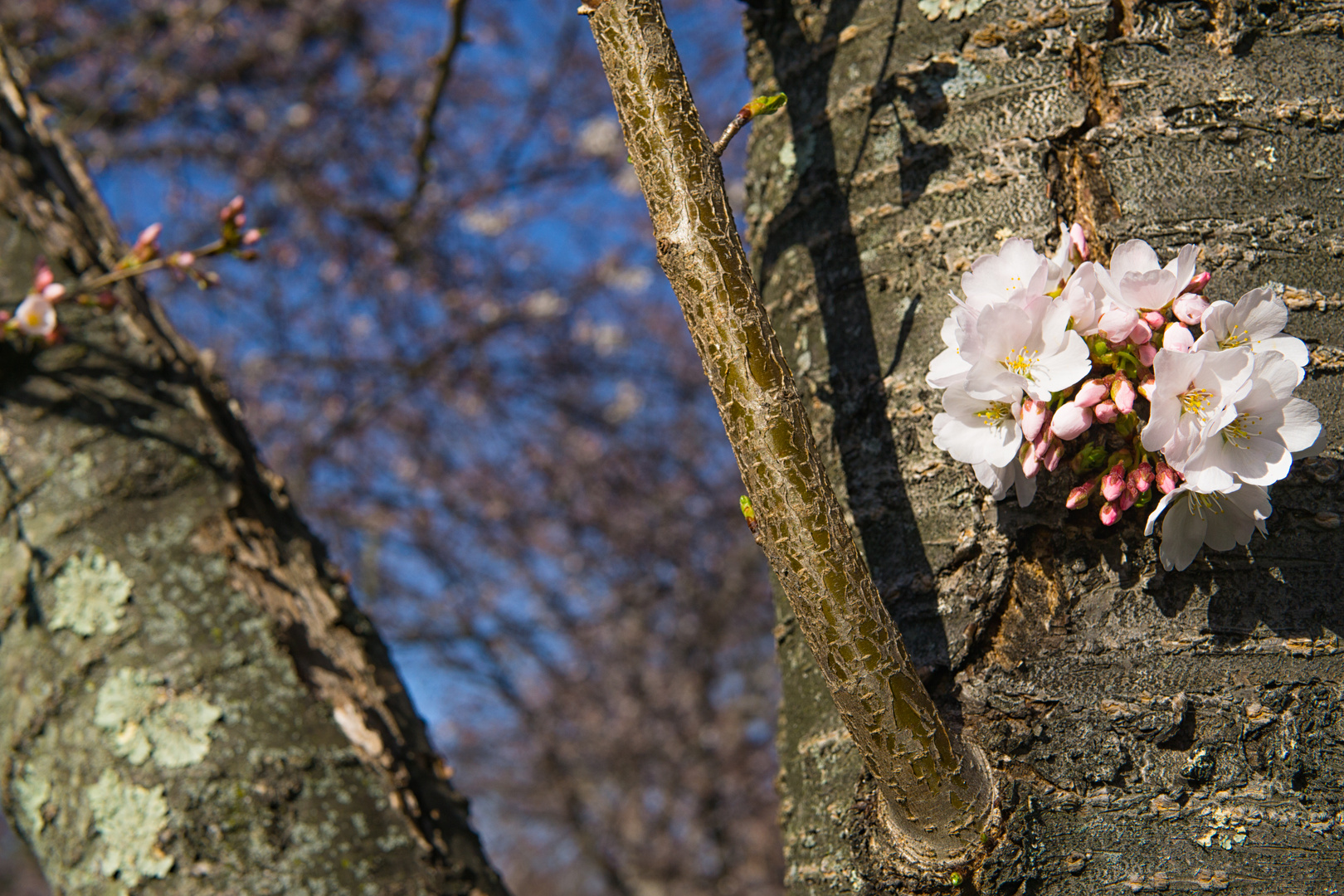 Cherrie Blossom