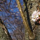 Cherrie Blossom
