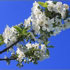 Cherrie tree blossom