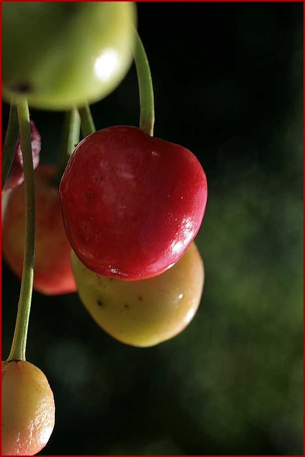 cherries