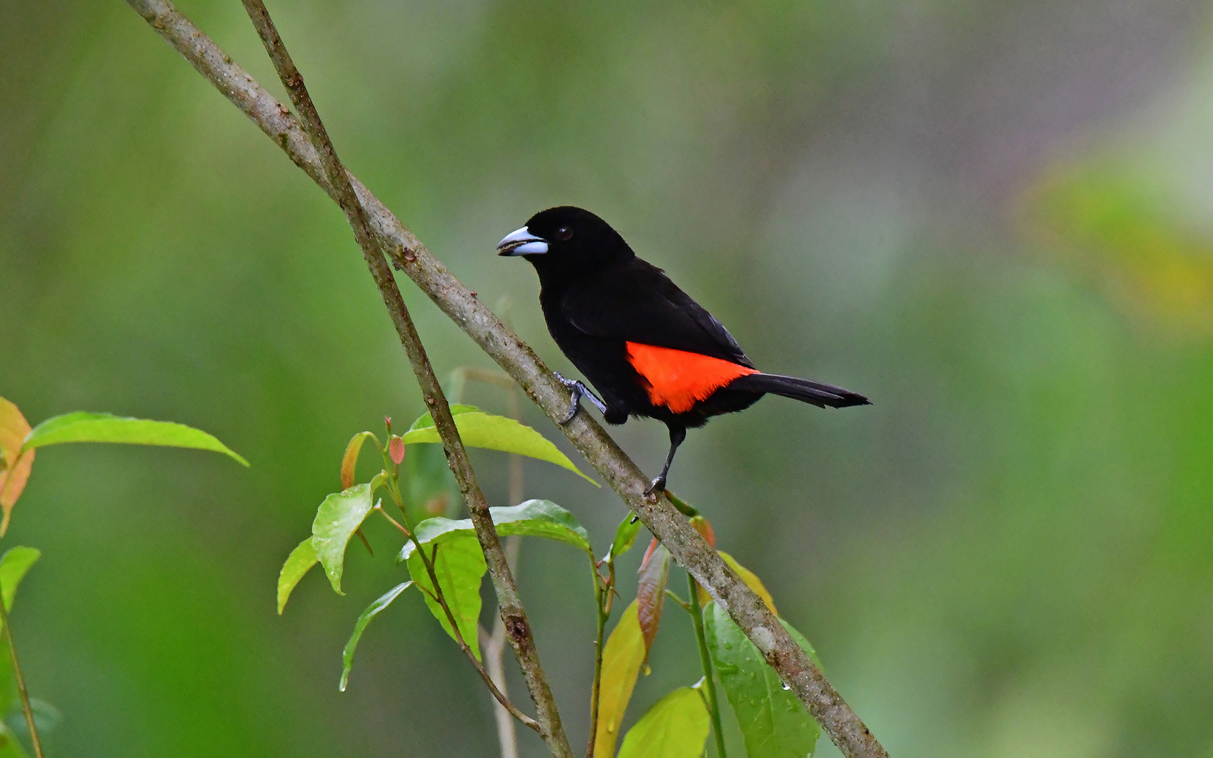 Cherrie´s Tanager