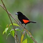 Cherrie´s Tanager