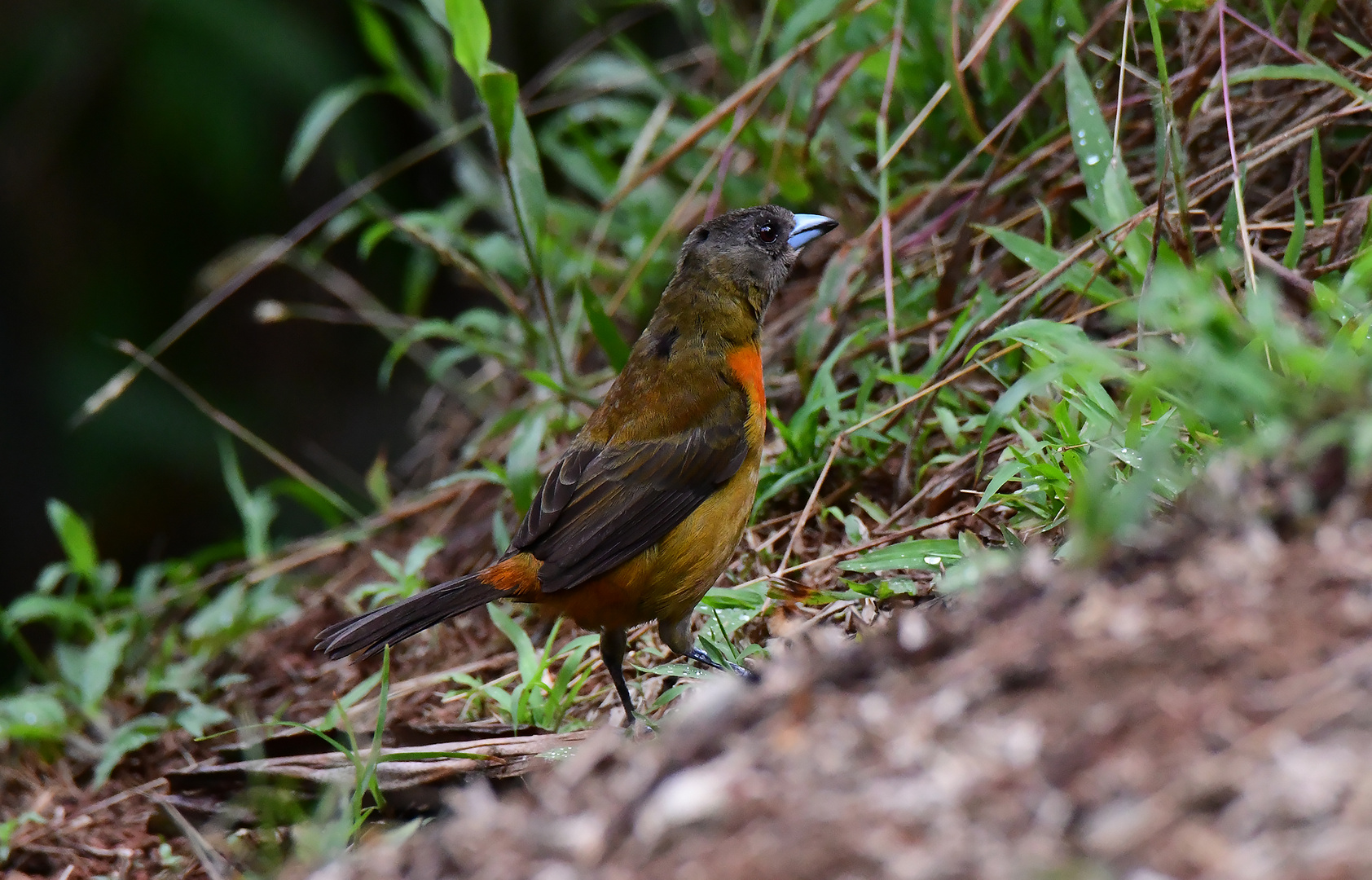 Cherrie´s Tanager