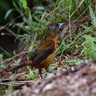 Cherrie´s Tanager