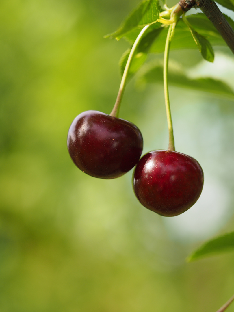 cherry Foto & Bild | stillleben, pflanzen, pilze & flechten ...