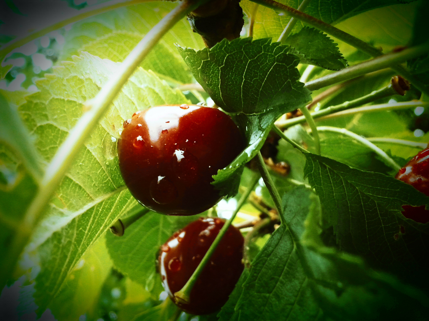 cherry after rain