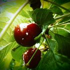 cherry after rain