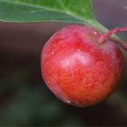 Cherry Apple...