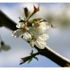 Cherry Blooms