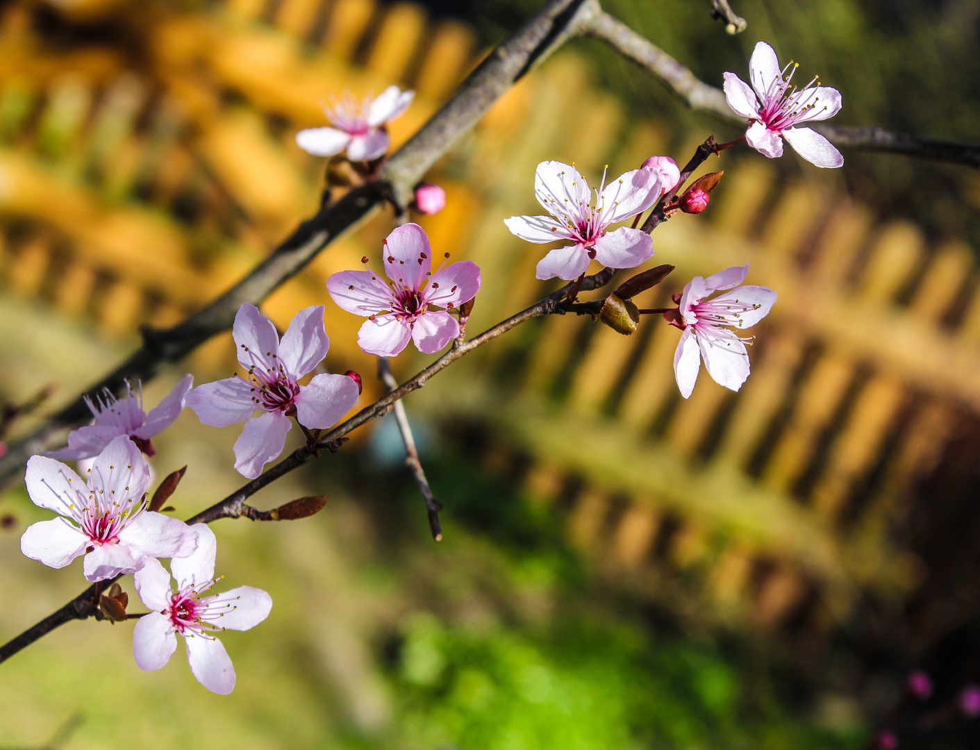 Cherry Blossom