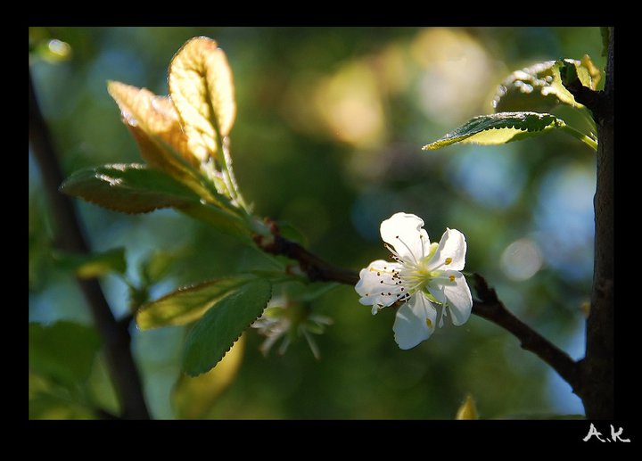 Cherry blossom