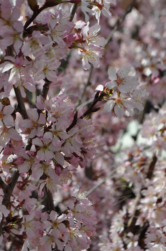 Cherry Blossom