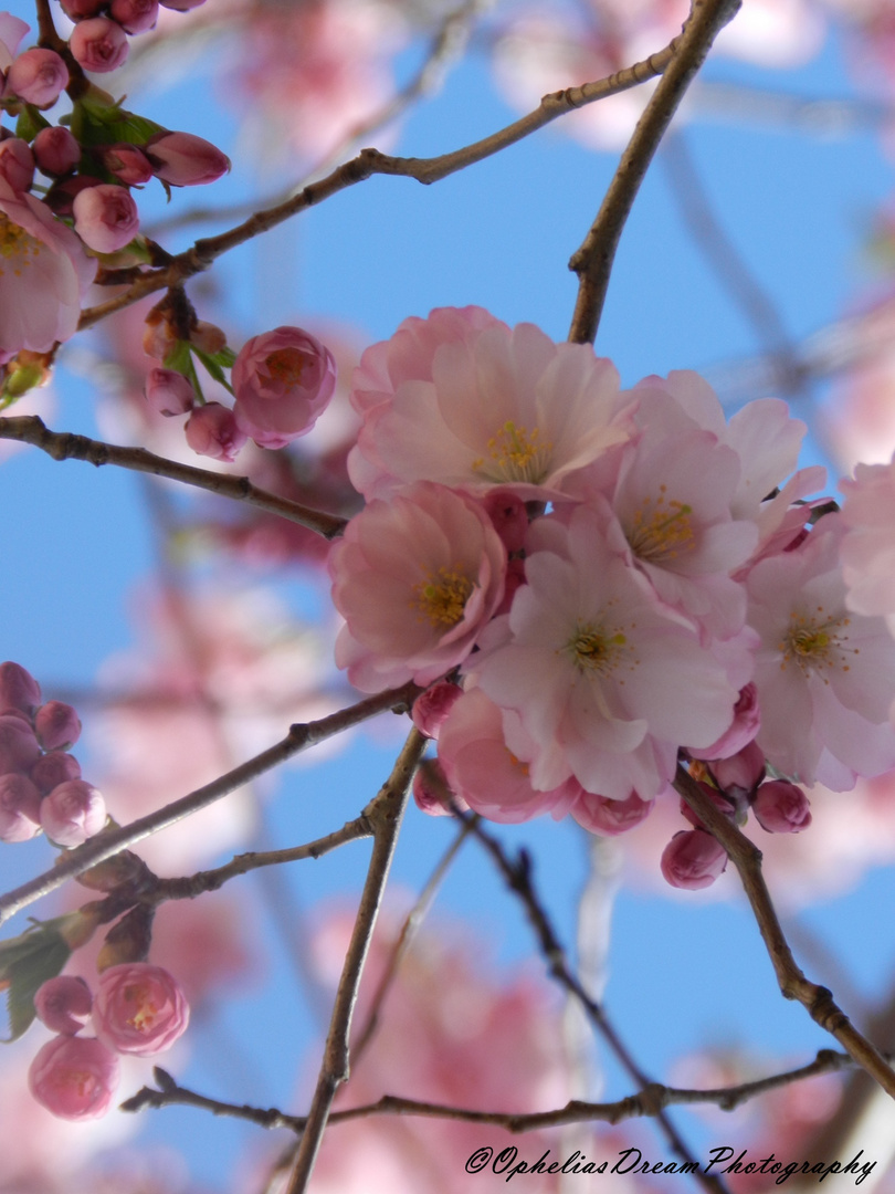 Cherry Blossom