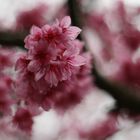 Cherry Blossom 2