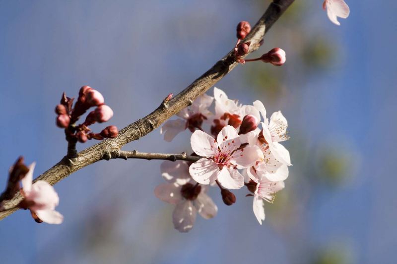 cherry blossom