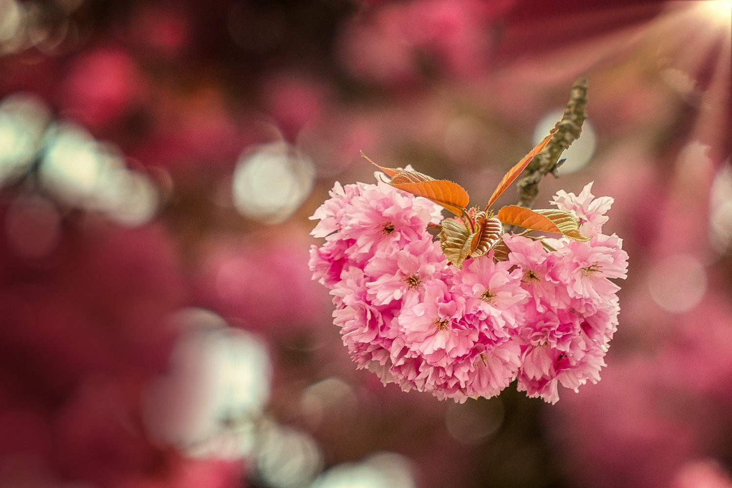 ~ Cherry Blossom ~