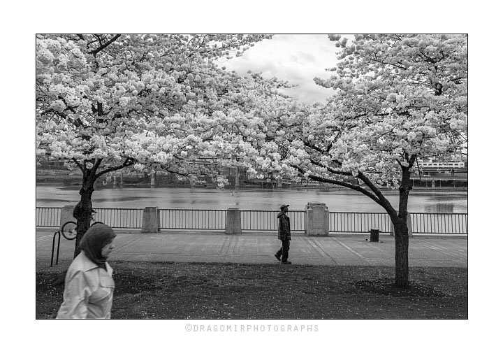 Cherry Blossom 3