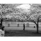 Cherry Blossom 3