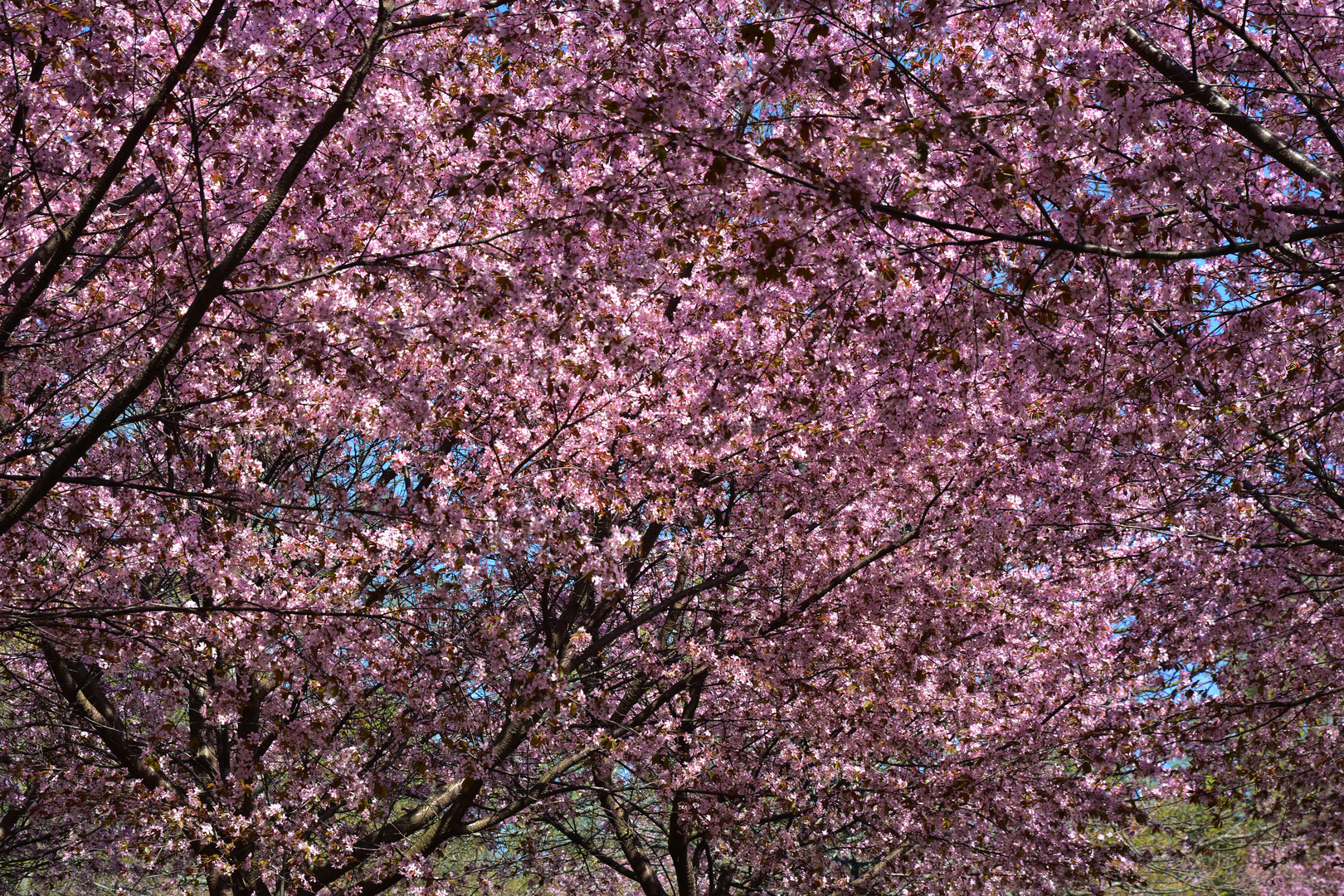 Cherry blossom