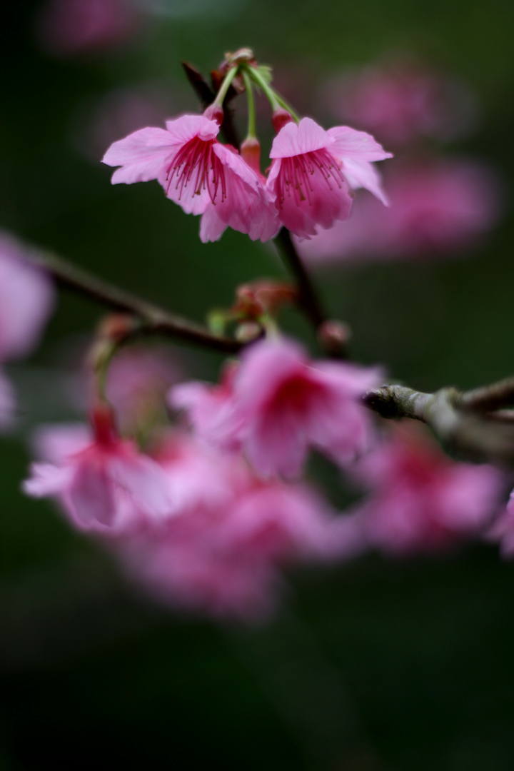 Cherry Blossom