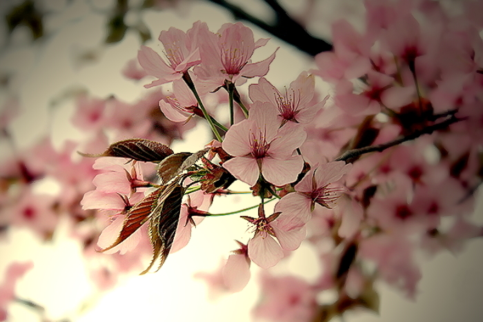 cherry blossom