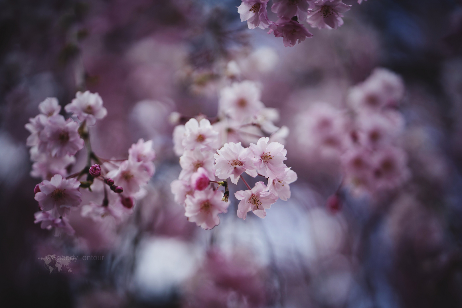 Cherry blossom 