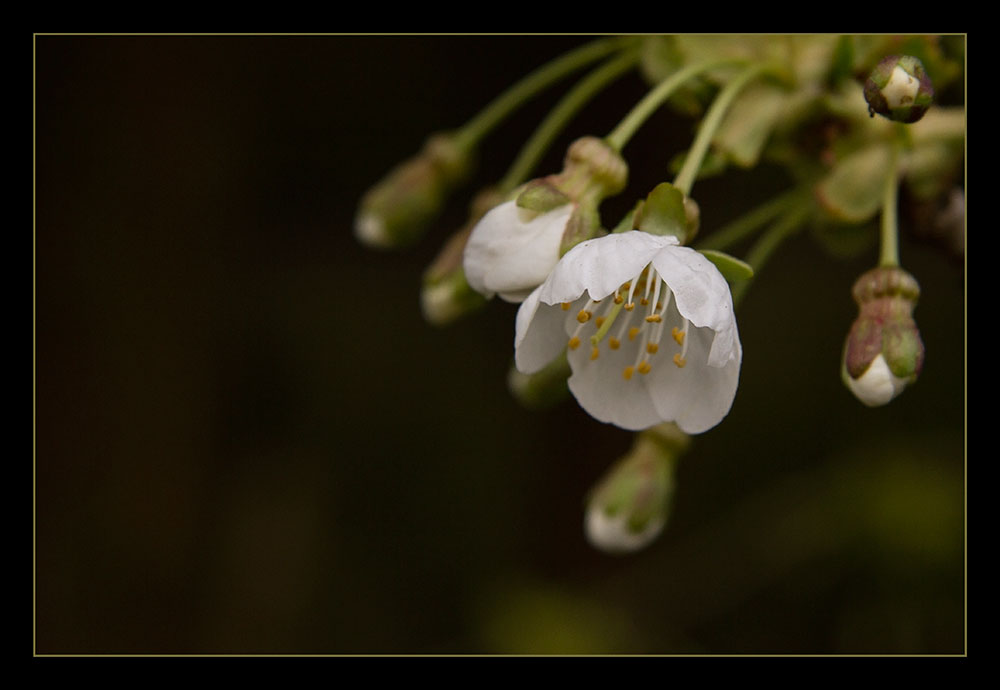 Cherry Blossom