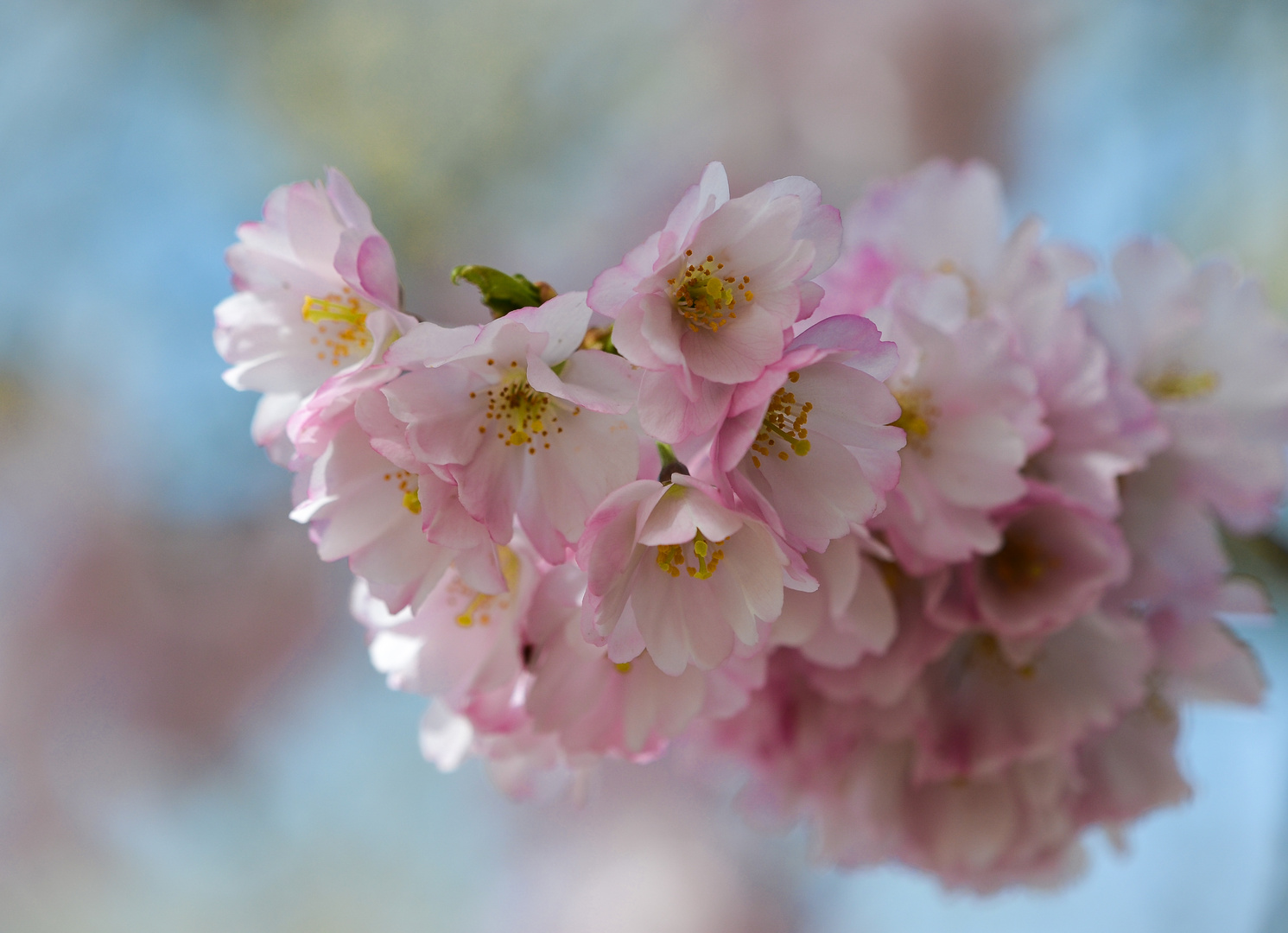 Cherry Blossom