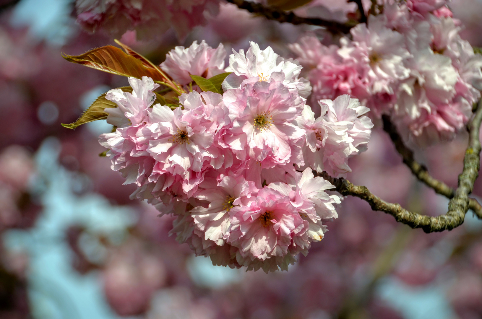 cherry blossom