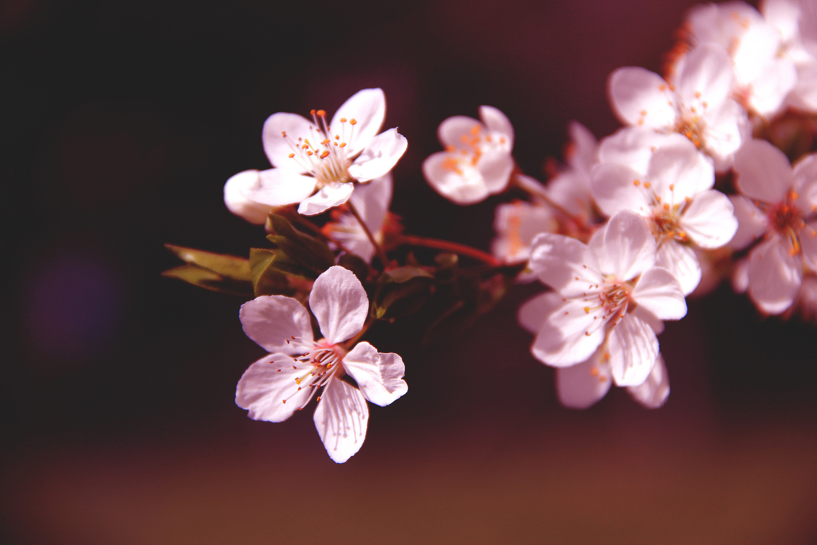 Cherry Blossom