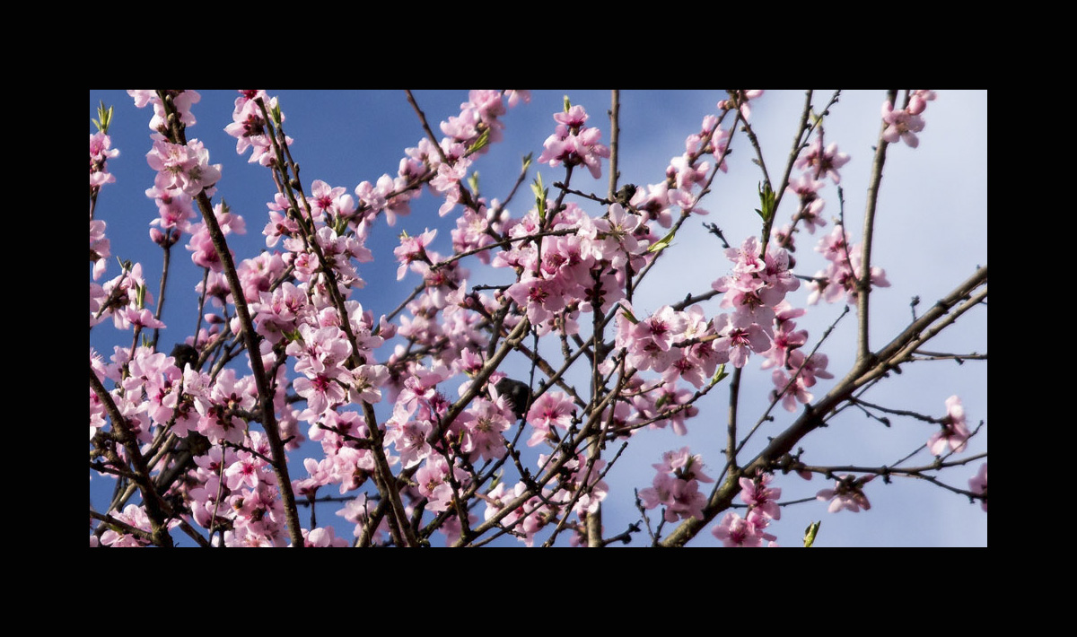 Cherry blossom