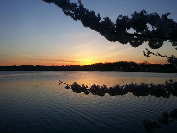 Cherry Blossom Atardecer Whashington DC