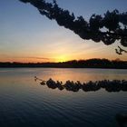 Cherry Blossom Atardecer Whashington DC