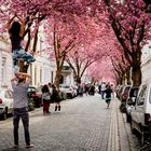 cherry blossom avenue