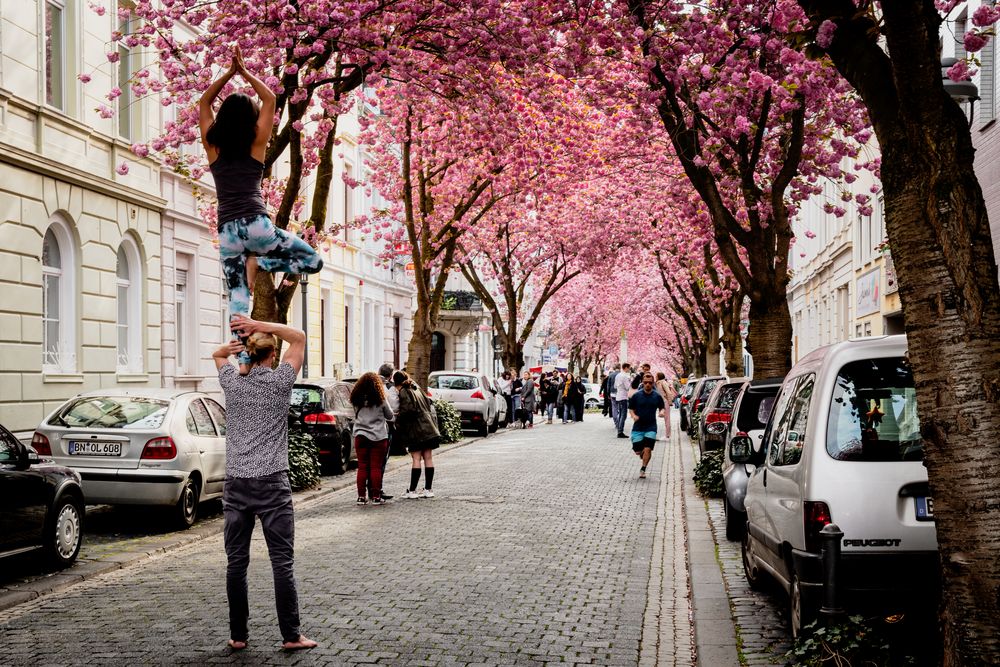 Cherry Blossom Avenue Foto Bild Architektur Erwachsene Cherry Blossom Avenue Foto Bild Architektur Erwachsene