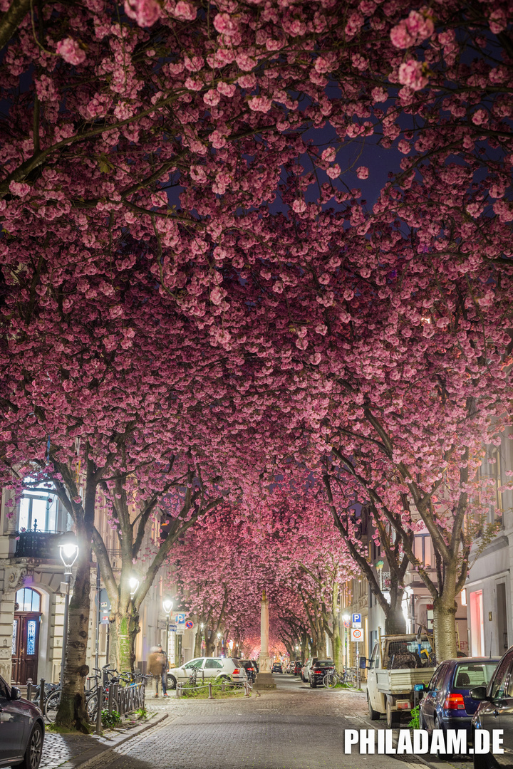 Cherry Blossom Avenue Bonn