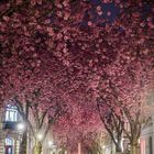 Cherry Blossom Avenue Bonn