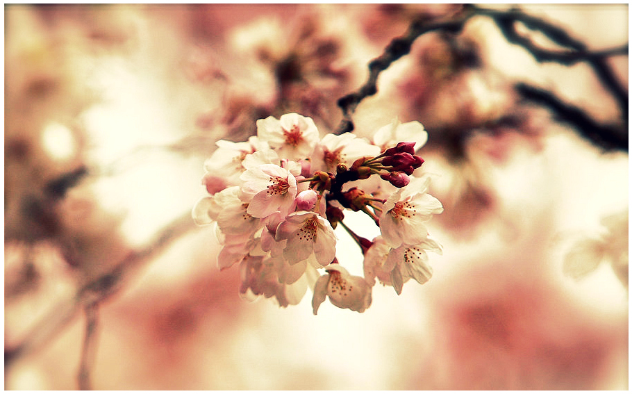 ...Cherry Blossom...