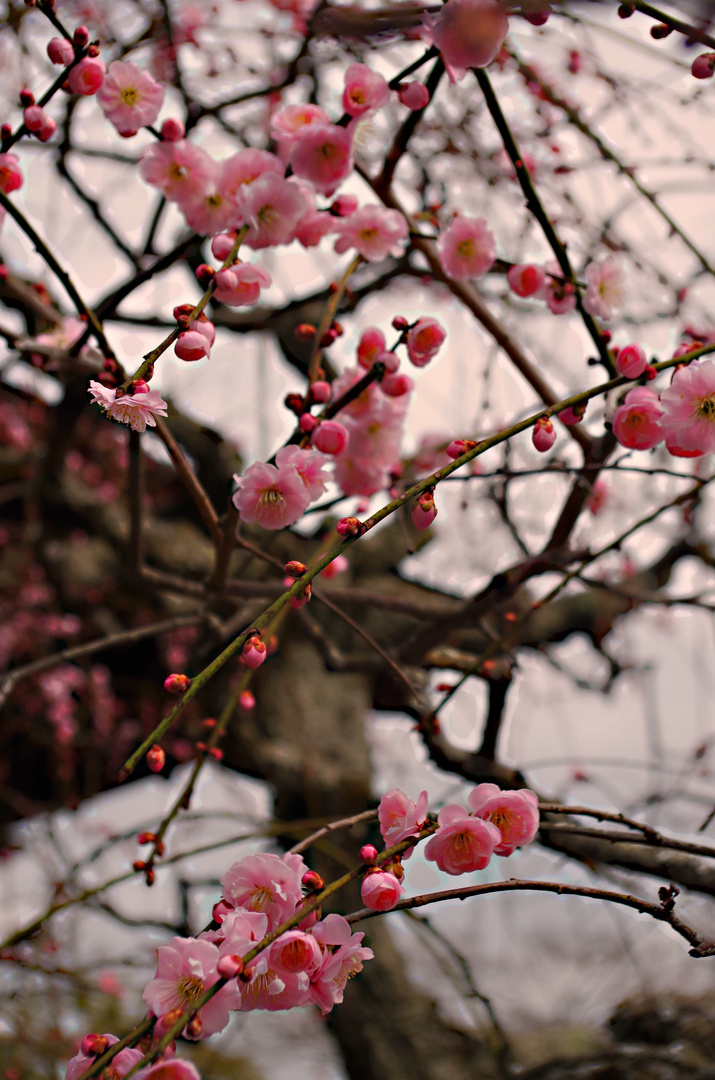 Cherry Blossom