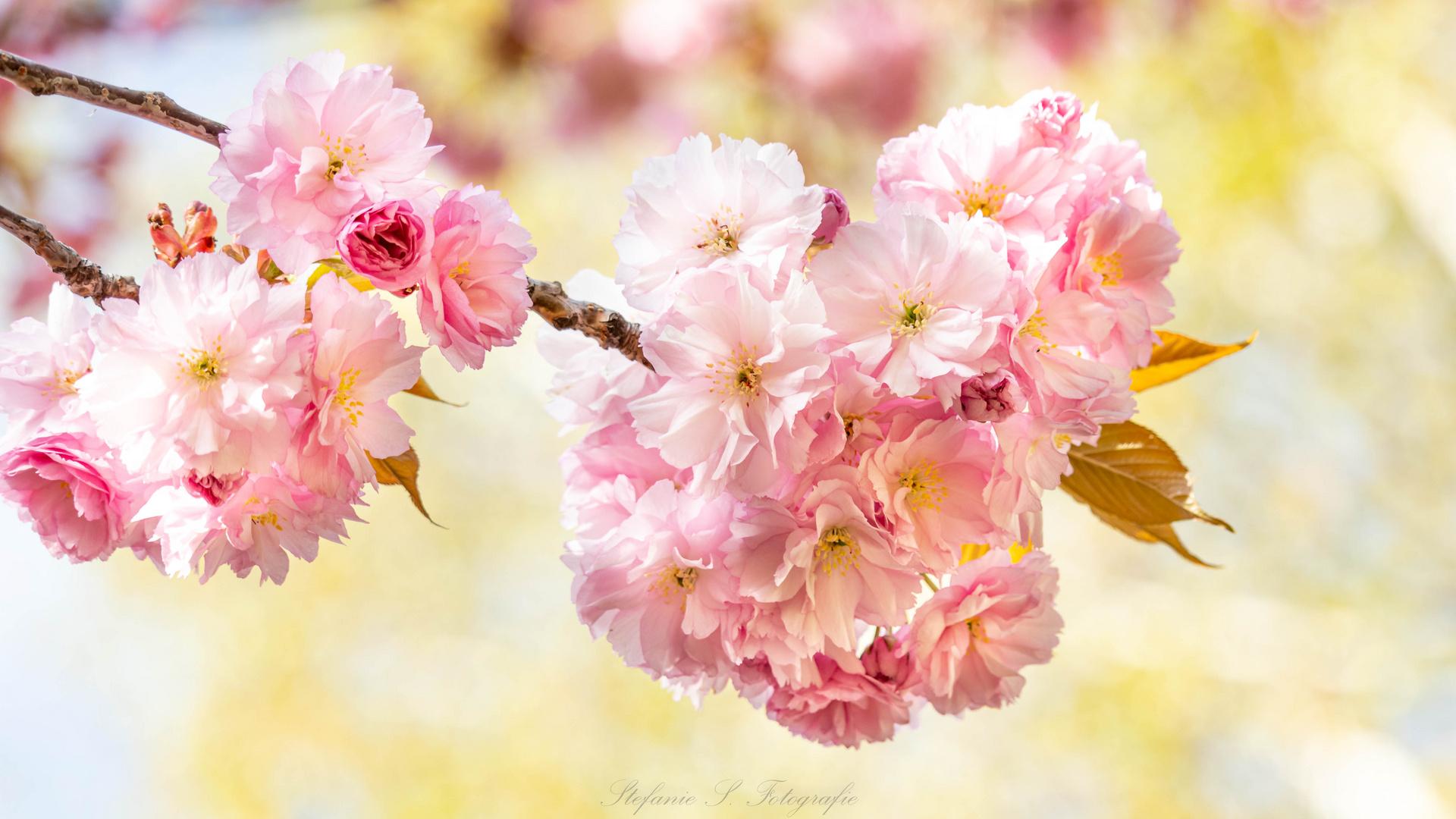 *cherry blossom*