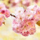 *cherry blossom*