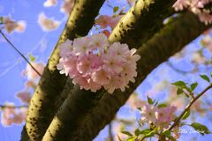 Cherry Blossom Beauty