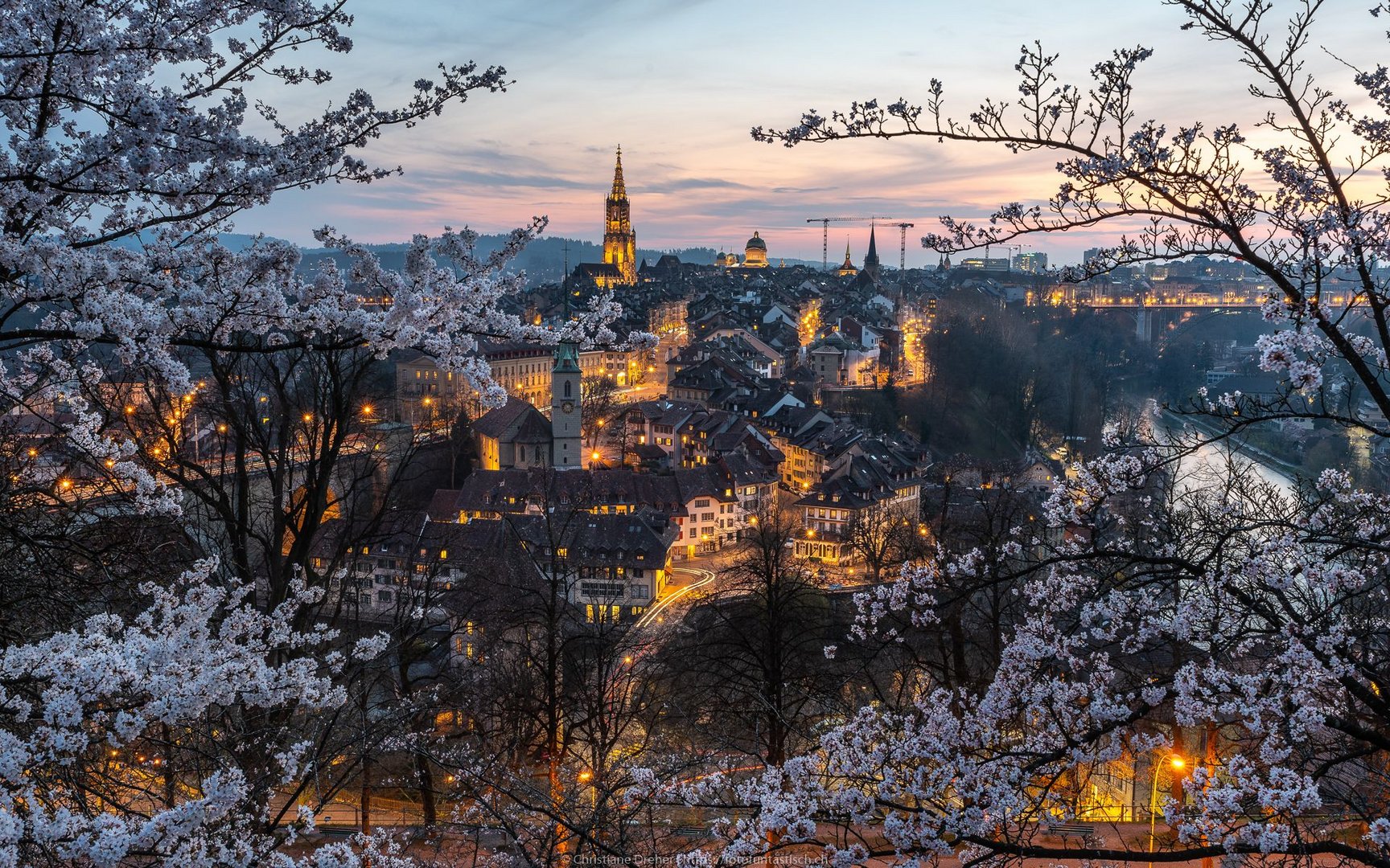 Cherry Blossom & City Lights