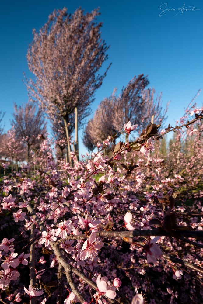 cherry-blossom