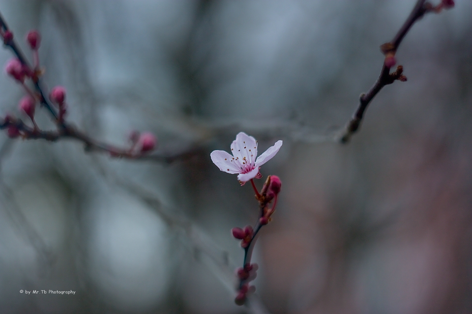 Cherry Blossom